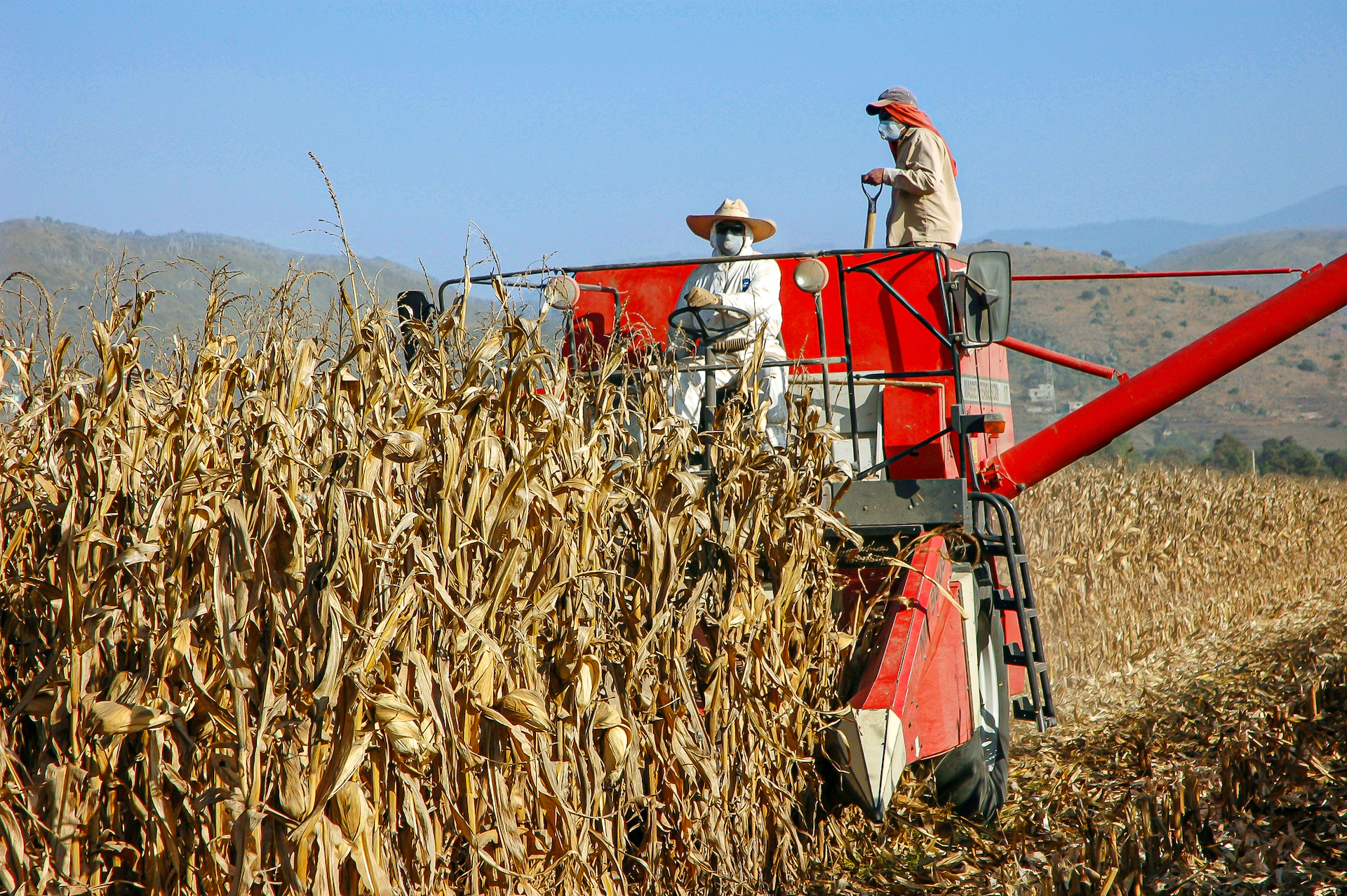 Harvesting maize in Mexico. (Photo: CIMMYT)