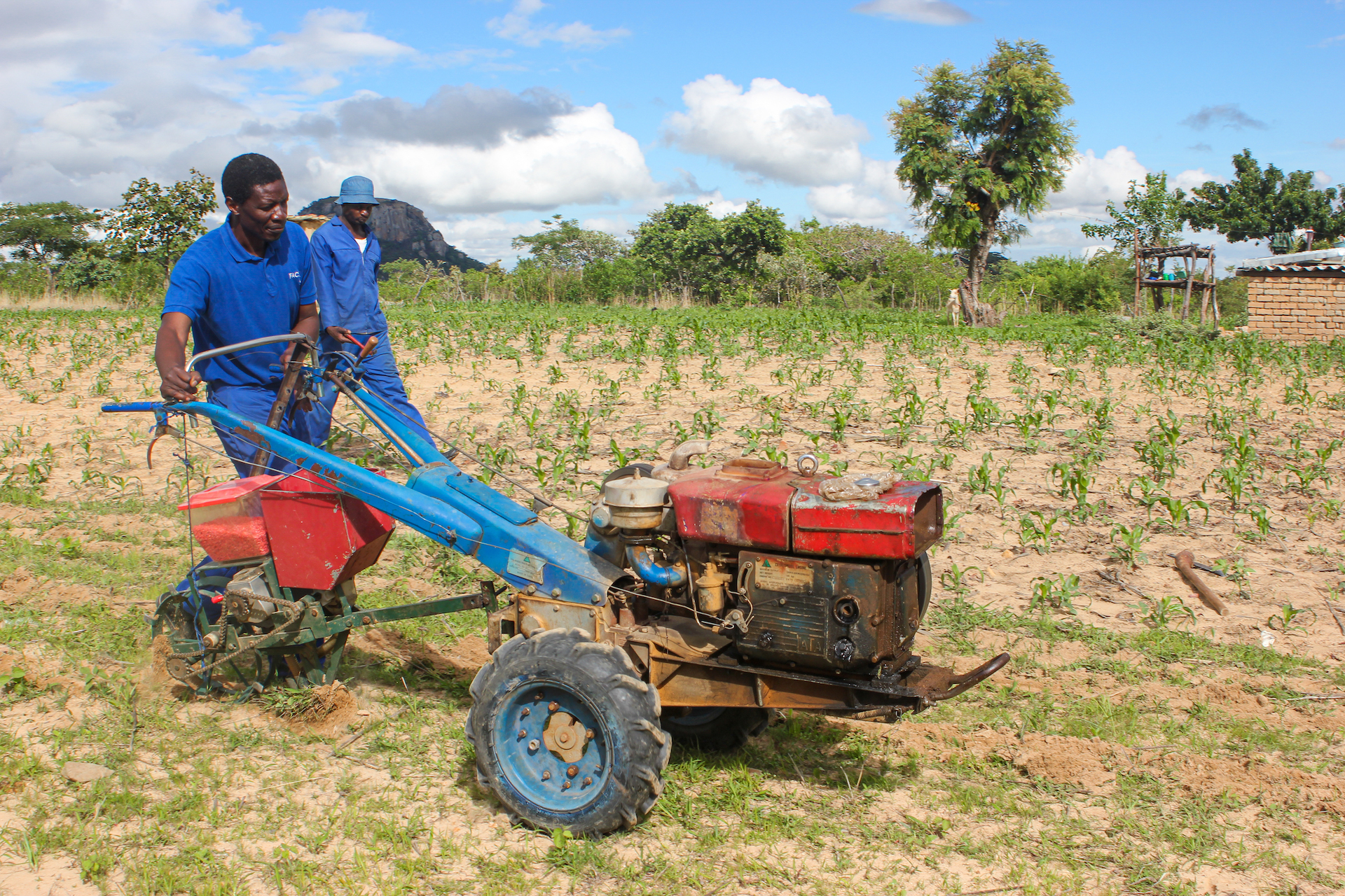 Establishment of demo trial in Nyanga, Zimbabwe. (Photo: CIMMYT)