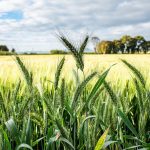 Durum wheat field landscape at CIMMYT's experimental station in Toluca, Mexico. (Photo: Alfonso Cortés/CIMMYT)