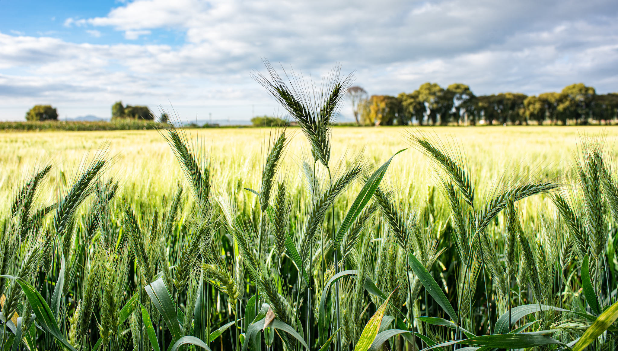 Durum wheat field landscape at CIMMYT's experimental station in Toluca, Mexico. (Photo: Alfonso Cortés/CIMMYT)