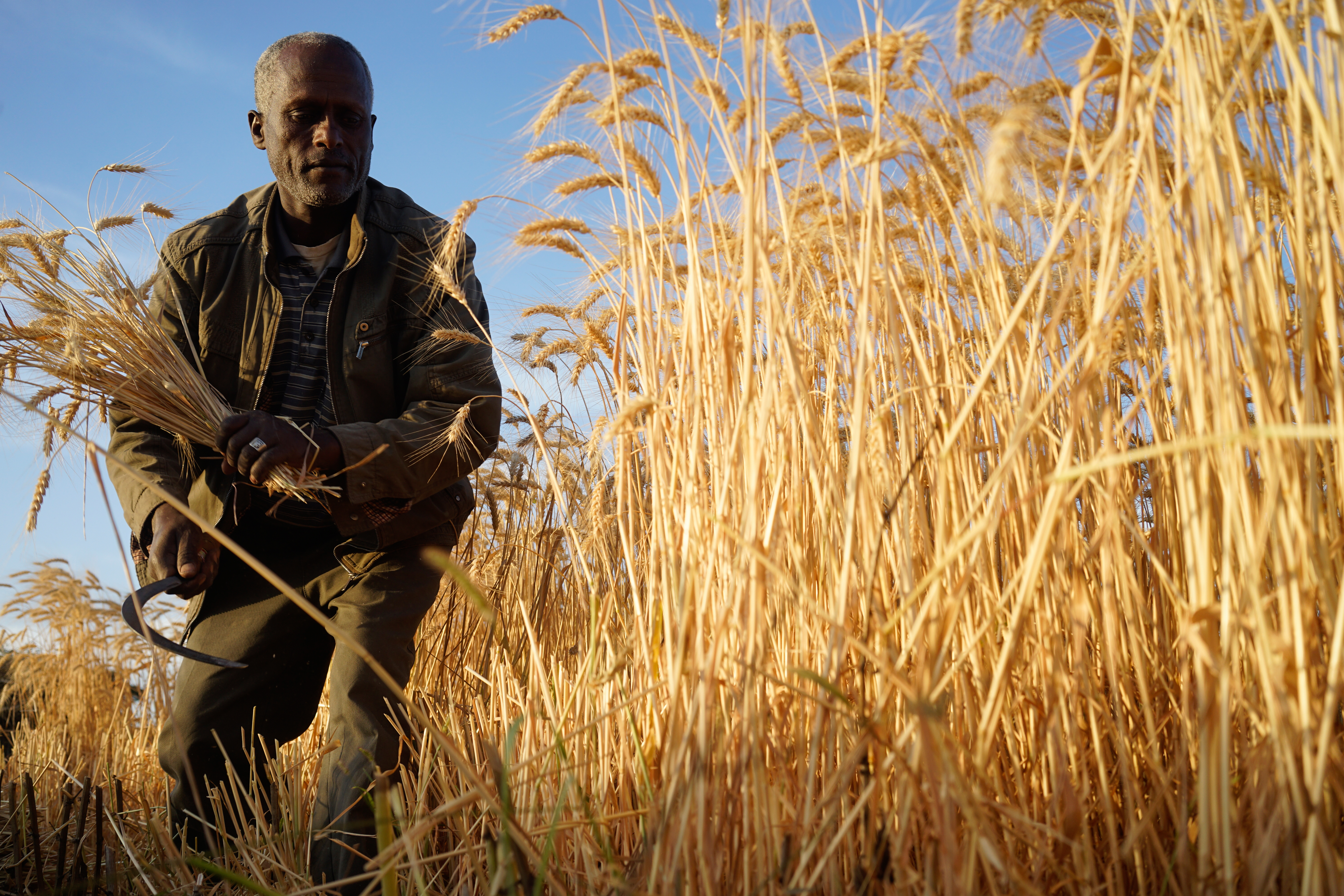 A farmer in Hetosa district, Ethiopia, harvests his wheat crop manually, a time- and labor-intensive approach. (Photo: Peter Lowe/CIMMYT)
