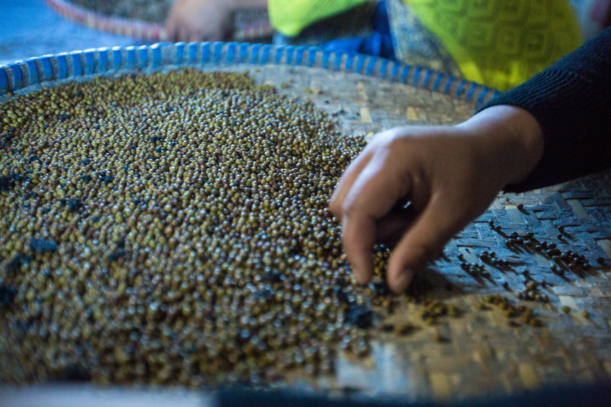 After mung bean is toasted, employees at Poshan Foods select the beans. (Photo: Merit Maharajan/Amuse Communication)