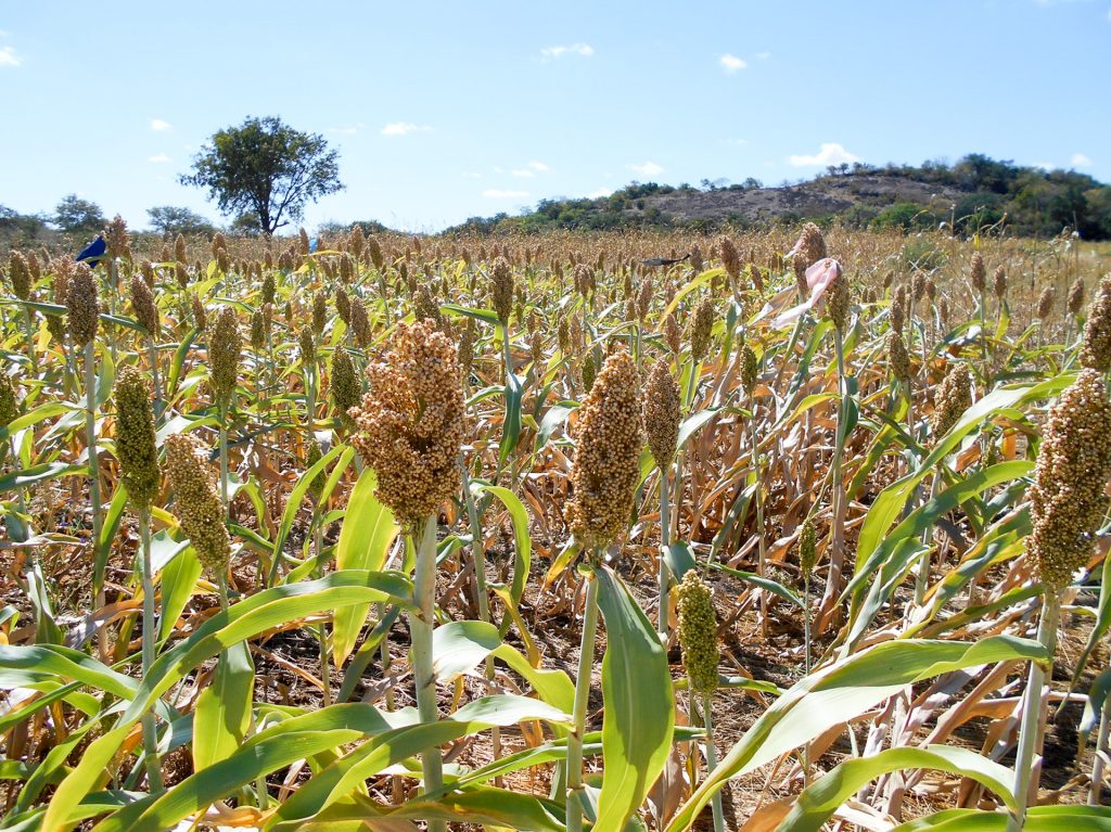 Promising high yields of white sorghum on a field in the mother trials in Mwenezi, Zimbabwe.