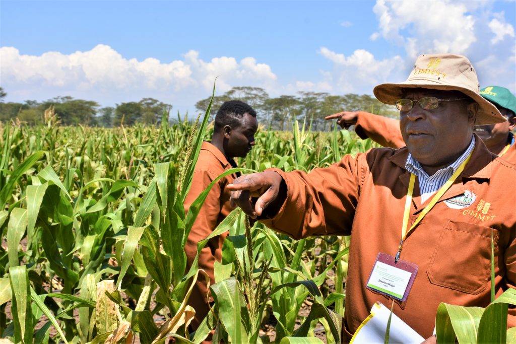 Stephen Mugo (right) at the MLN research station in Naivasha, Kenya, in September 2018. (Photo: Joshua Masinde/CIMMYT)