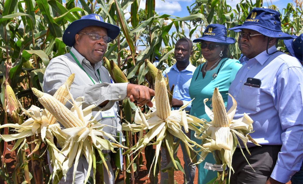 Stephen Mugo (left) shows grain filling to Felister Makini of KALRO and Oscar Magenya, from Kenya's Ministry of Agriculture. (Photo: Joshua Masinde/CIMMYT)