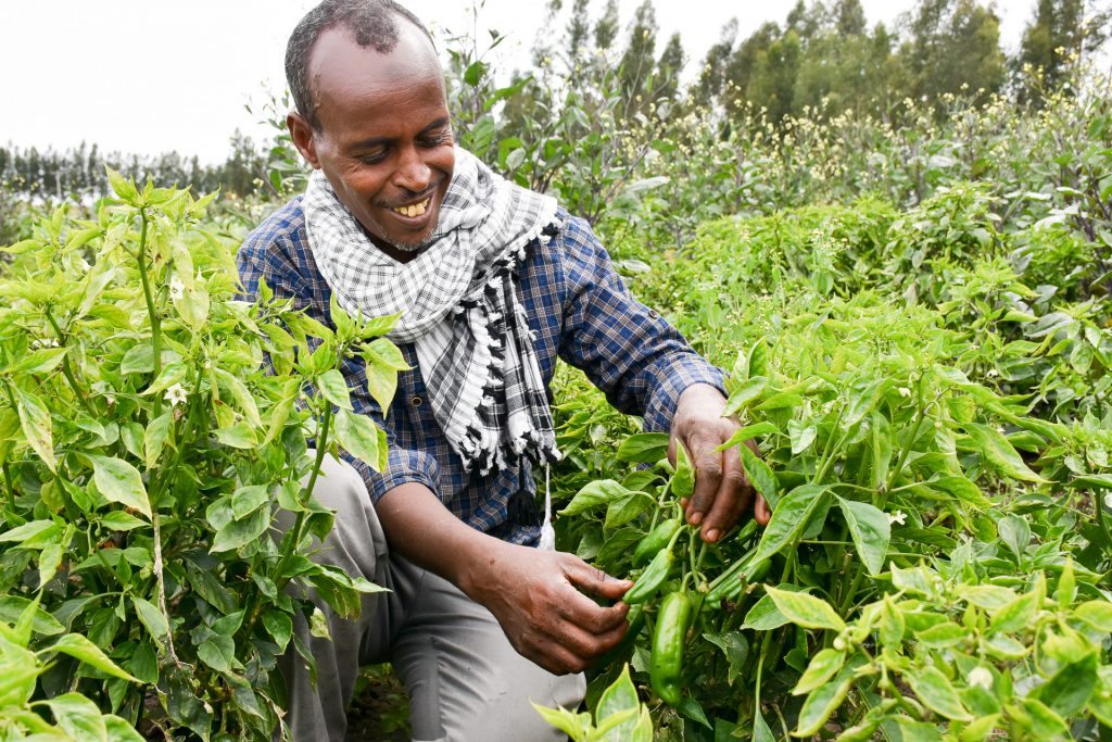 Temam Mama checks his crops. (Photo: Simret Yasabu/CIMMYT)