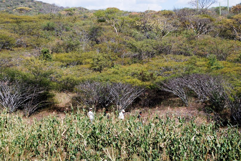 In the town of Tonahuixtla, Puebla, Mexico, a native maize field sits below a tree-covered hillside. The town has been active in reforestation efforts to control erosion. (Photo: Denise Costich/CIMMYT)