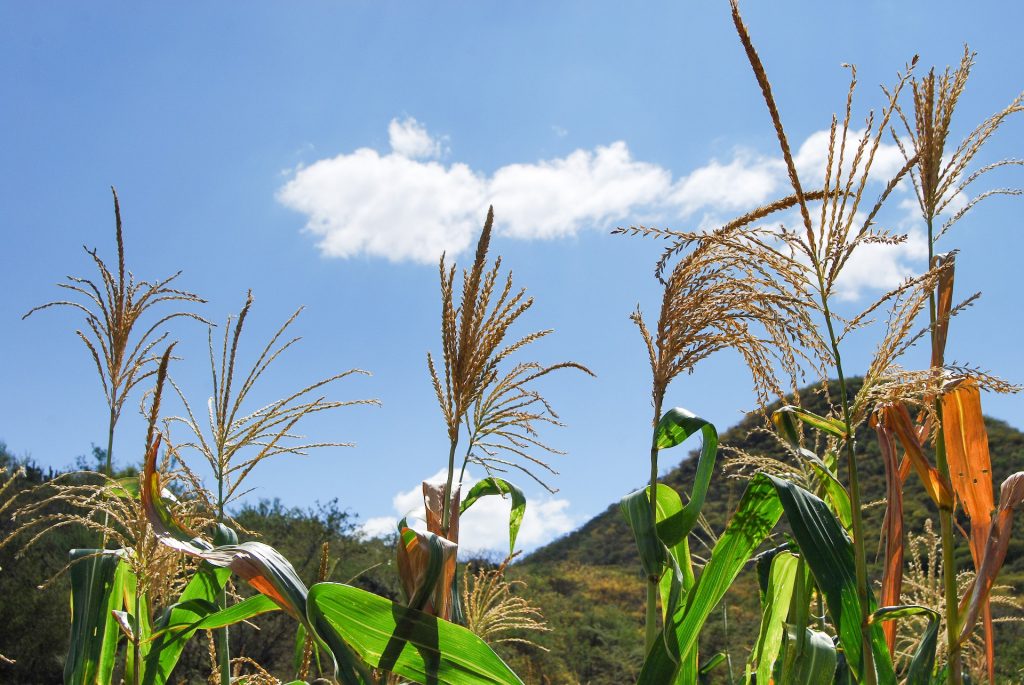 Native maize tassels against a bright blue sky in Tonahuixtla. (Photo: Denise Costich/CIMMYT)