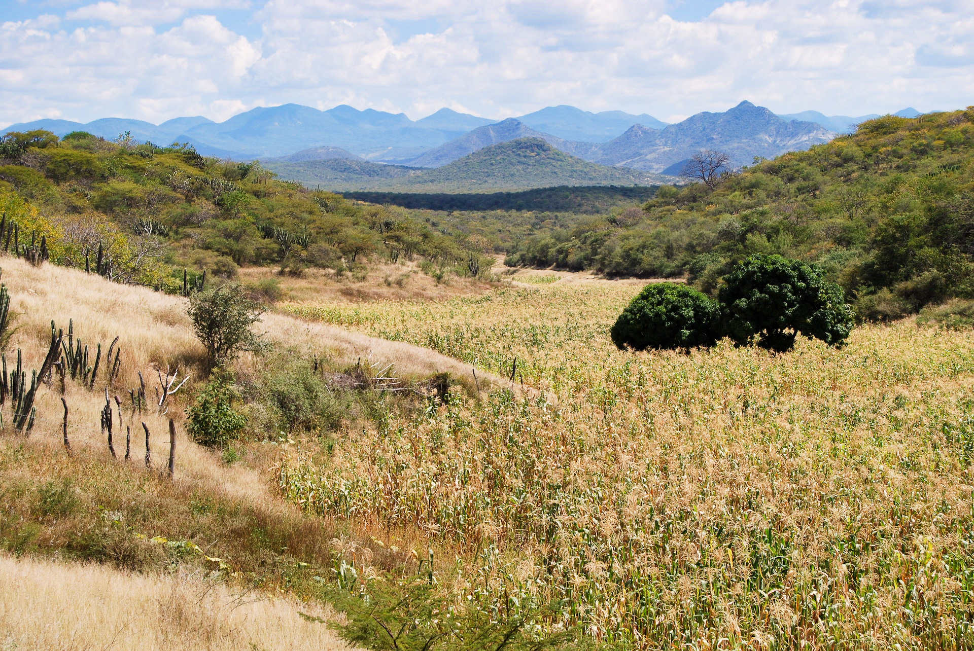 In the dry and mountainous terrain surrounding the village of Tonahuixtla, native maize preservation and reforestation efforts have been key in protecting the local environment and culture. (Photo: Denise Costich/CIMMYT)