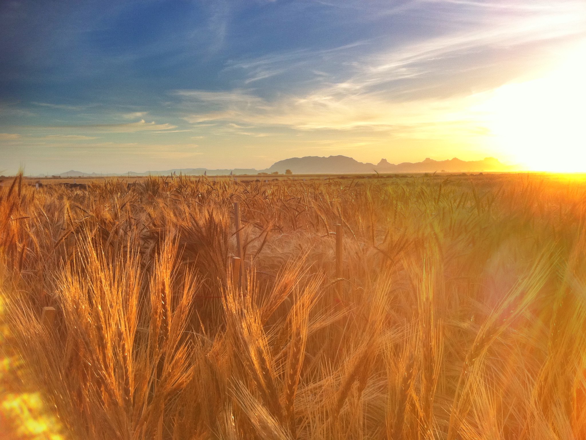 Wheat fields at the Campo Experimental Norman E. Borlaug (CENEB) near Ciudad Obregón, Sonora, Mexico. (Photo: M. Ellis/CIMMYT)