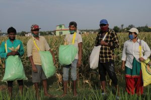 Seed company staff harvesting maize during the lockdown. (Photo: Darbin Joshi/CIMMYT)