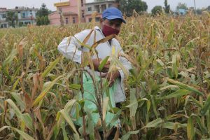 Seed company staff harvesting maize during the lockdown. (Photo: Darbin Joshi/CIMMYT)