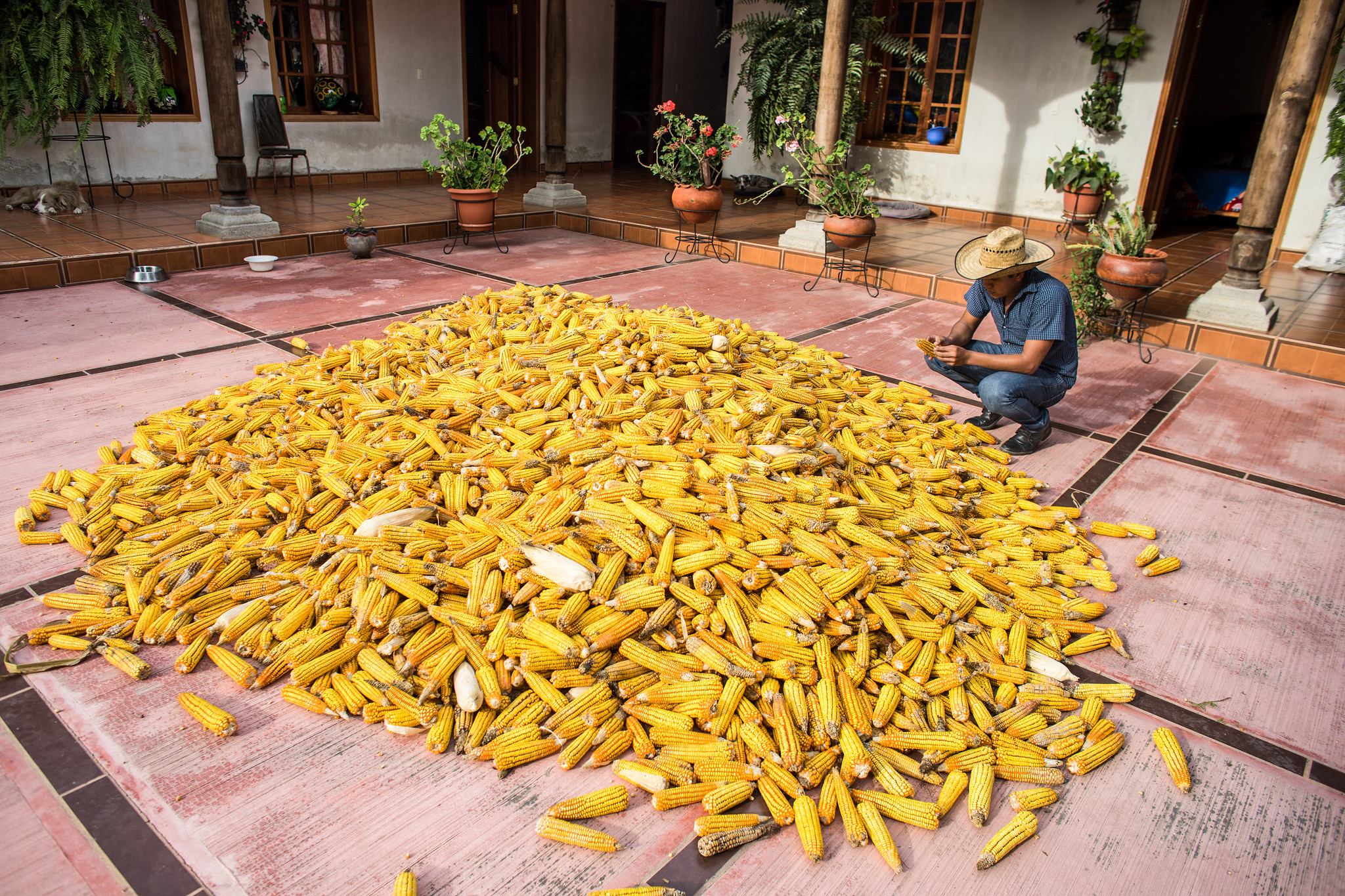 Humberto Aguilar Parada examines cobs of freshly harvested maize in the courtyard of Marilu Meza Morales ranch in Comitán, Chiapas, Mexico. (Photo: P. Lowe/CIMMYT)