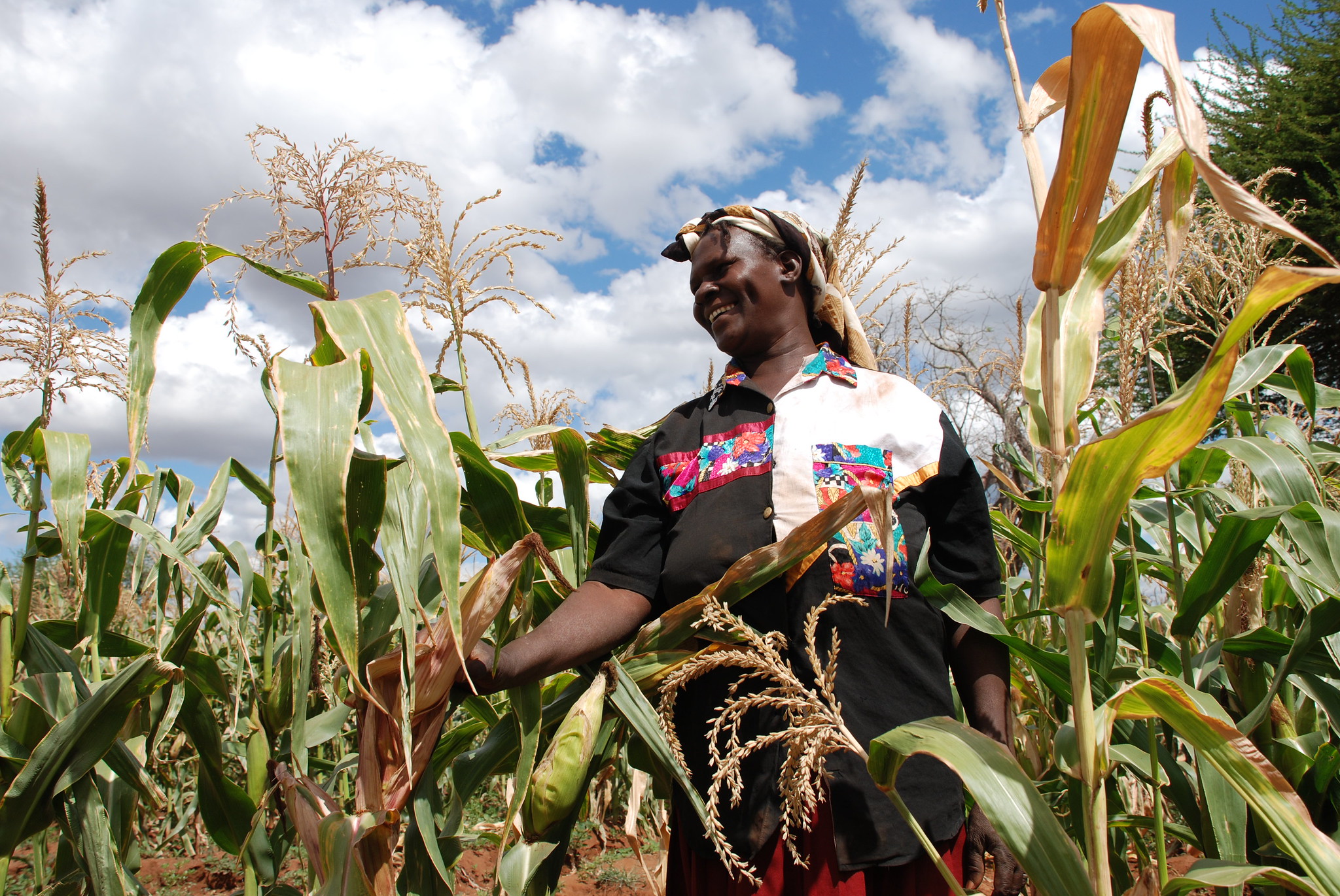 Drought tolerant maize route out of poverty for community-based seed producer, Kenya. (Photo: Anne Wangalachi/CIMMYT)