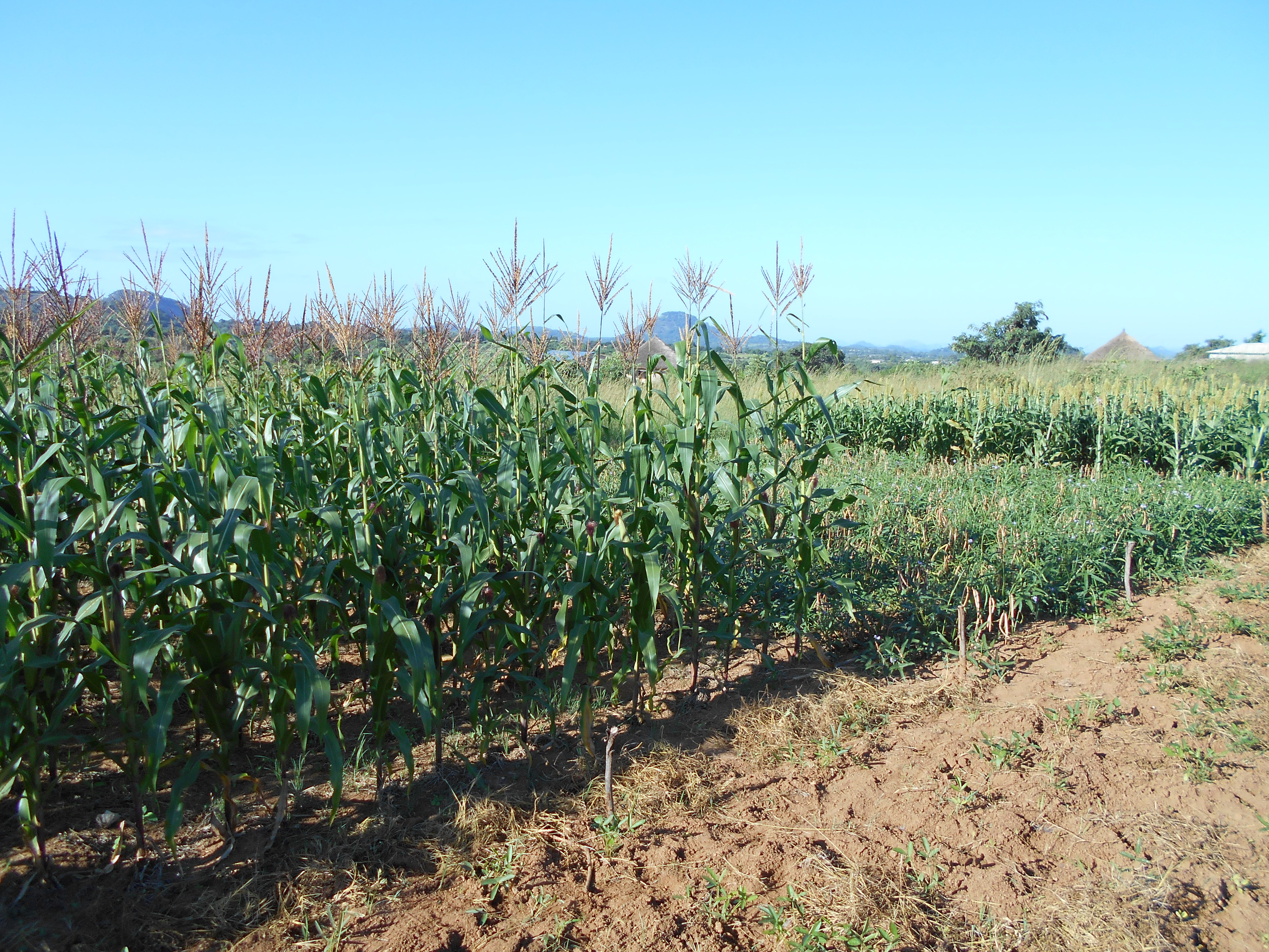 A baby trial with DT maize, cowpea and white sorghum in Chebvute. Photo: C. Thierfelder/CIMMYT