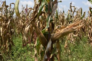 A double cobber maize crop on Alinda Sarah's farm in Masindi, western Uganda. (Photo: Joshua Masinde/CIMMYT)