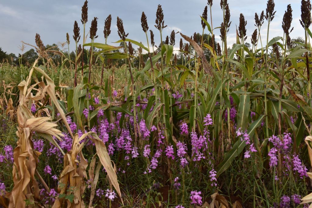 A sorghum field infested with Striga in Siaya County. (Photo: Joshua Masinde/CIMMYT)
