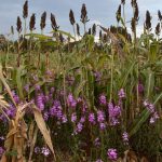 A sorghum field infested with Striga in Siaya County. (Photo: Joshua Masinde/CIMMYT)