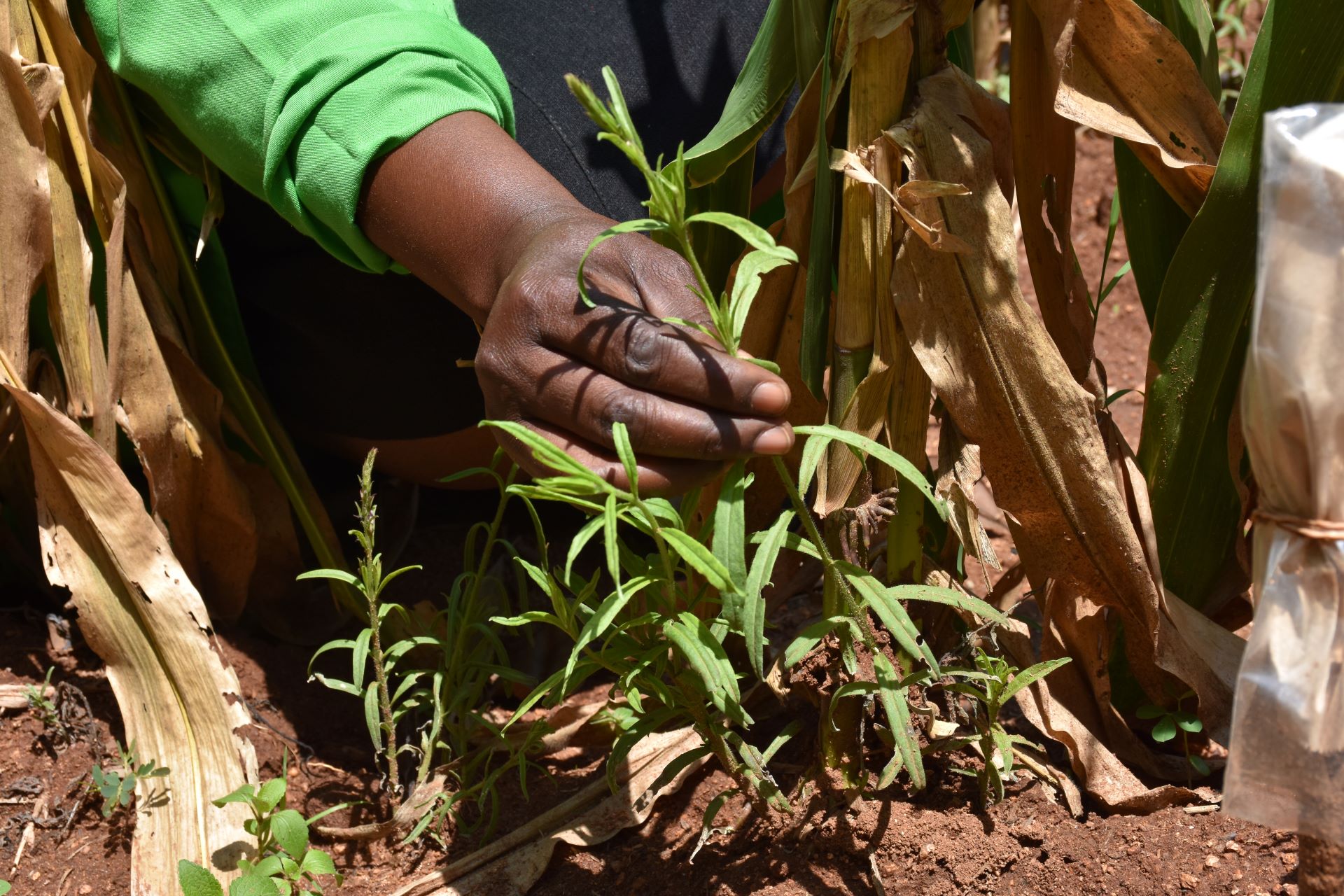 A young, yet-to-flower Striga weed at the CIMMYT-KALRO Kibos Research Station in Kisumu. (Photo: Joshua Masinde/CIMMYT)