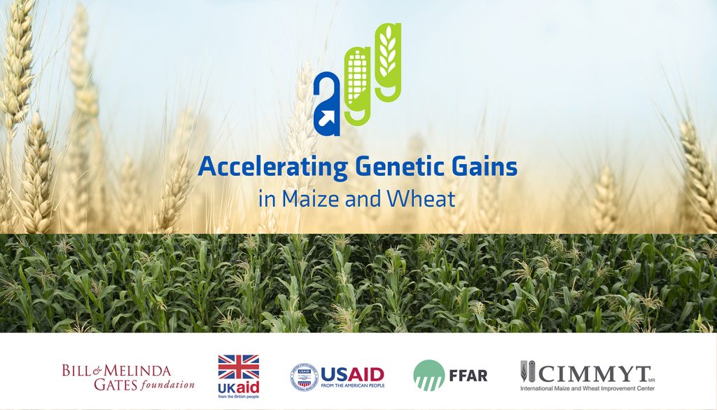 Accelerating Genetic Gains in Maize and Wheat (AGG)