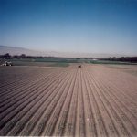 Early landscape of wheat fields at Toluca station (Photo: Fernando Delgado/CIMMYT)