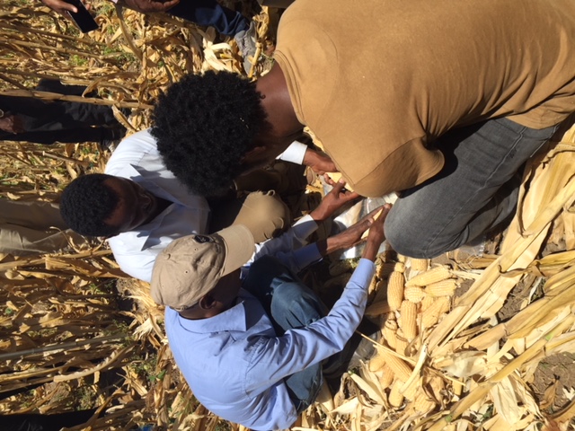 Enumerators manually shelling maize cobs to test grain moisture. (Photo: Hailemariam Ayalew/CIMMYT)