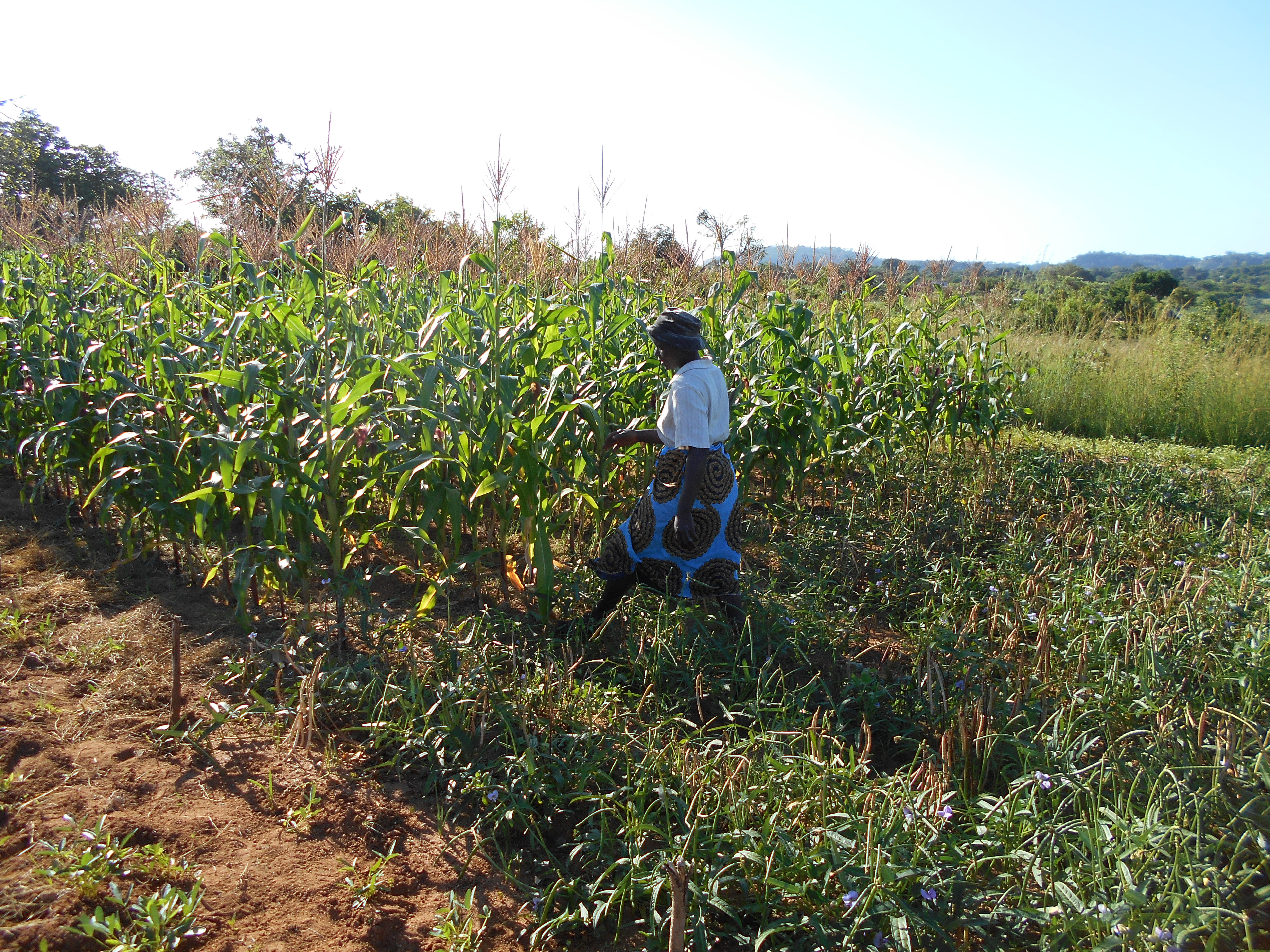 Kiyasi Gwalale walking through her baby trial in Chebvute, Masvingo. Photo: C. Thierfelder/CIMMYT