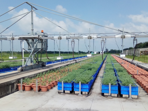 A high throughput crop phenotyping platform, the ‘Leasyscan’ located at ICRISAT’s HQ Patancheru, India. Photo: A. Whitbread (ICRISAT)