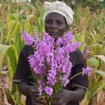 Norah Kayugi holds a bunch of Striga weeds she has uprooted on a farm she works as a casual laborer in Siaya. (Photo: Joshua Masinde/CIMMYT)