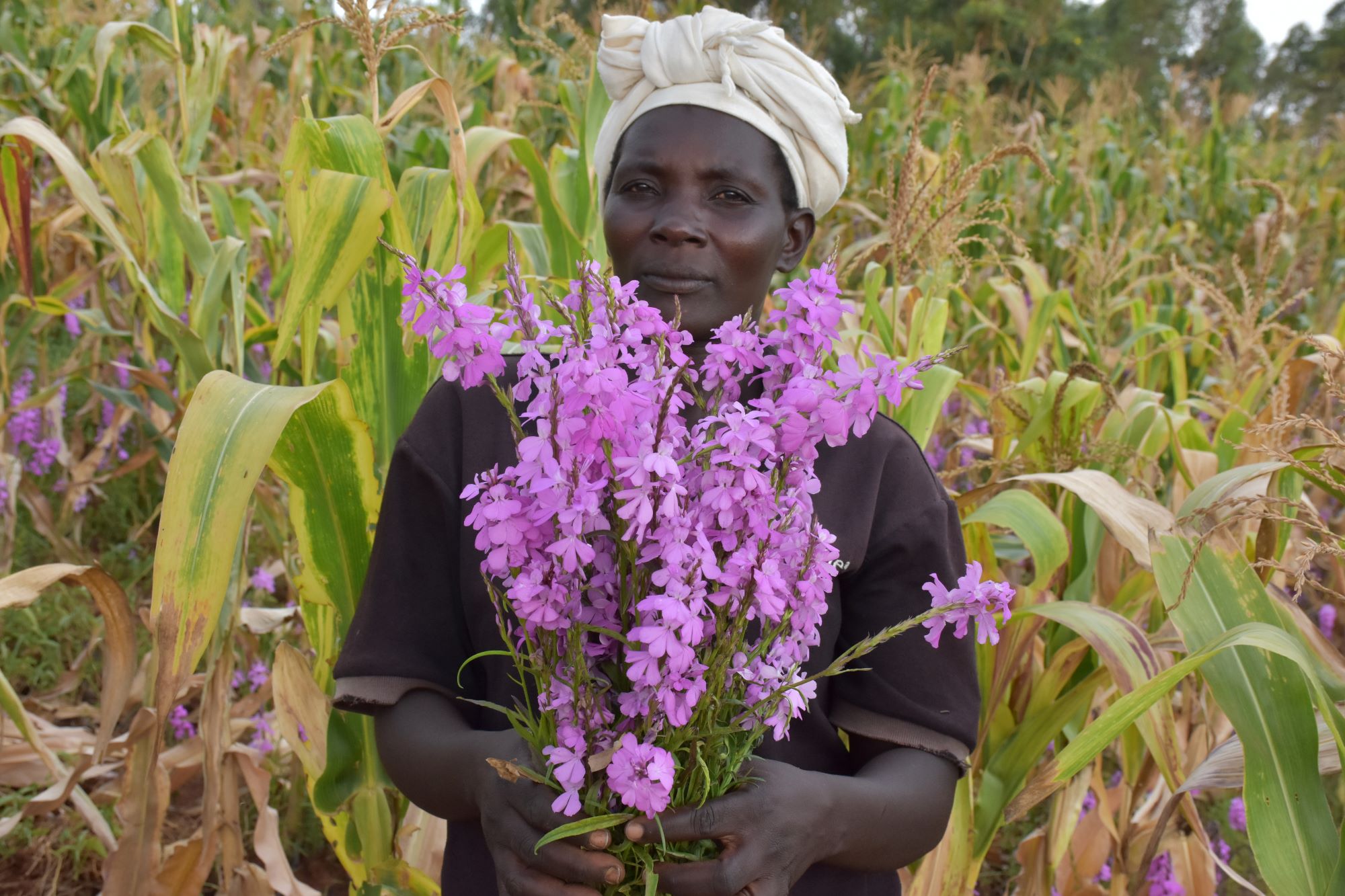 Norah Kayugi holds a bunch of Striga weeds she has uprooted on a farm she works as a casual laborer in Siaya. (Photo: Joshua Masinde/CIMMYT)