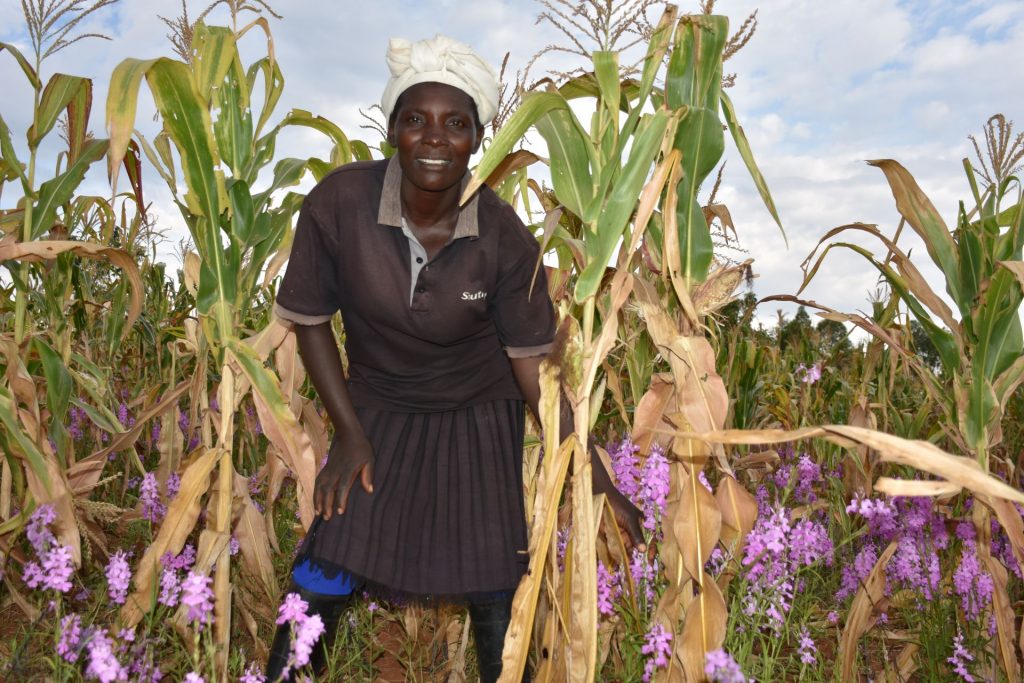 Norah Kayugi on a Striga-infested farm in Siaya County. (Photo: Joshua Masinde/CIMMYT)