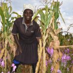 Norah Kayugi on a Striga-infested farm in Siaya County. (Photo: Joshua Masinde/CIMMYT)