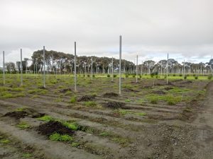 Rapid generation advancement screenhouse under construction at Toluca station in October 2019. (Photo: Alison Doody/CIMMYT)