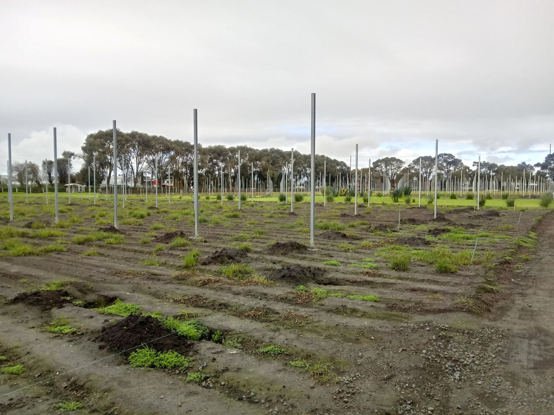 Rapid generation advancement screenhouse under construction at Toluca station in October 2019. (Photo: Alison Doody/CIMMYT)
