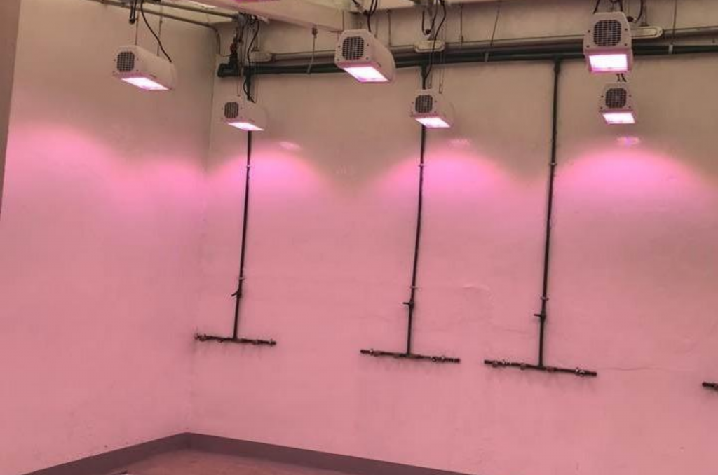 Speed breeding room at Toluca station. The Heliospectra lights support the faster growth of plants. (Photo: Suchismita Mondal/CIMMYT)