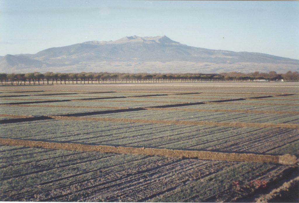 Wheat fields at Toluca station. Nevado de Toluca features in the background. (Photo: Fernando Delgado/CIMMYT)