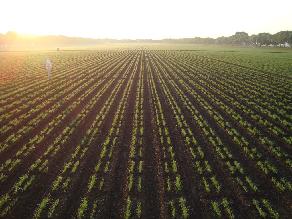 Wheat fields at Toluca station. (Photo: Fernando Delgado/CIMMYT)