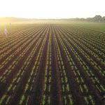 Wheat fields at Toluca station. (Photo: Fernando Delgado/CIMMYT)