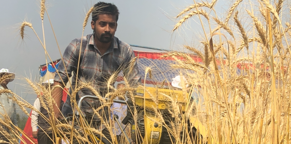 A farmer uses a two-wheel tractor-mounted reaper to harvest wheat in Nepal. (Photo: Timothy J. Krupnik/CIMMYT)