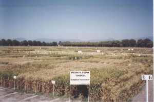 Early photo of Toluca station. (Photo: Fernando Delgado/CIMMYT)