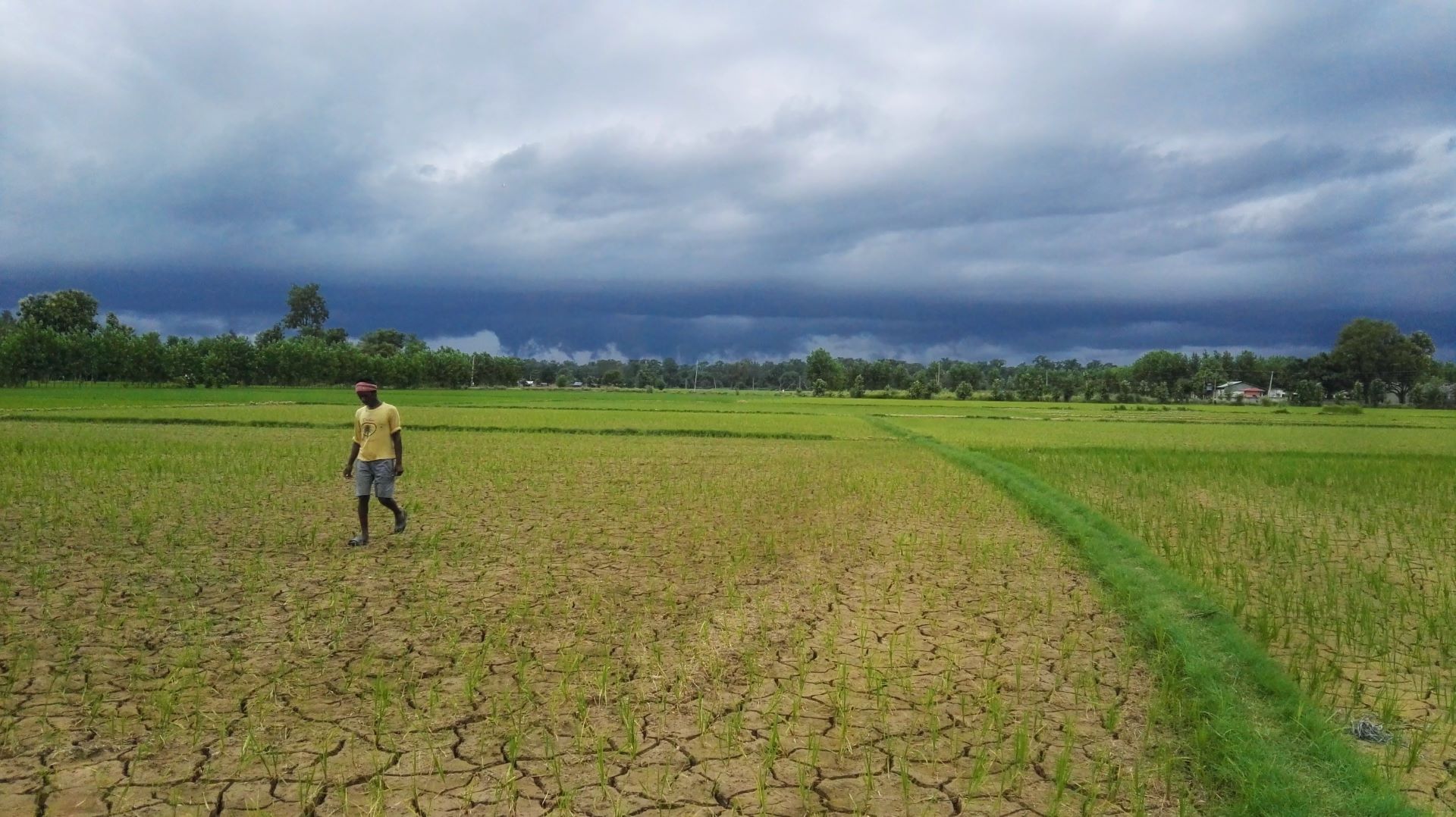 A farmer in Banke district during monsoon season drought in 2017. (Photo: Anton Urfels/CIMMYT)