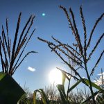 A non-pollen-producing maize plant (on the left) on farm trial in Zimbabwe. (Photo: Jill Cairns/CIMMYT)