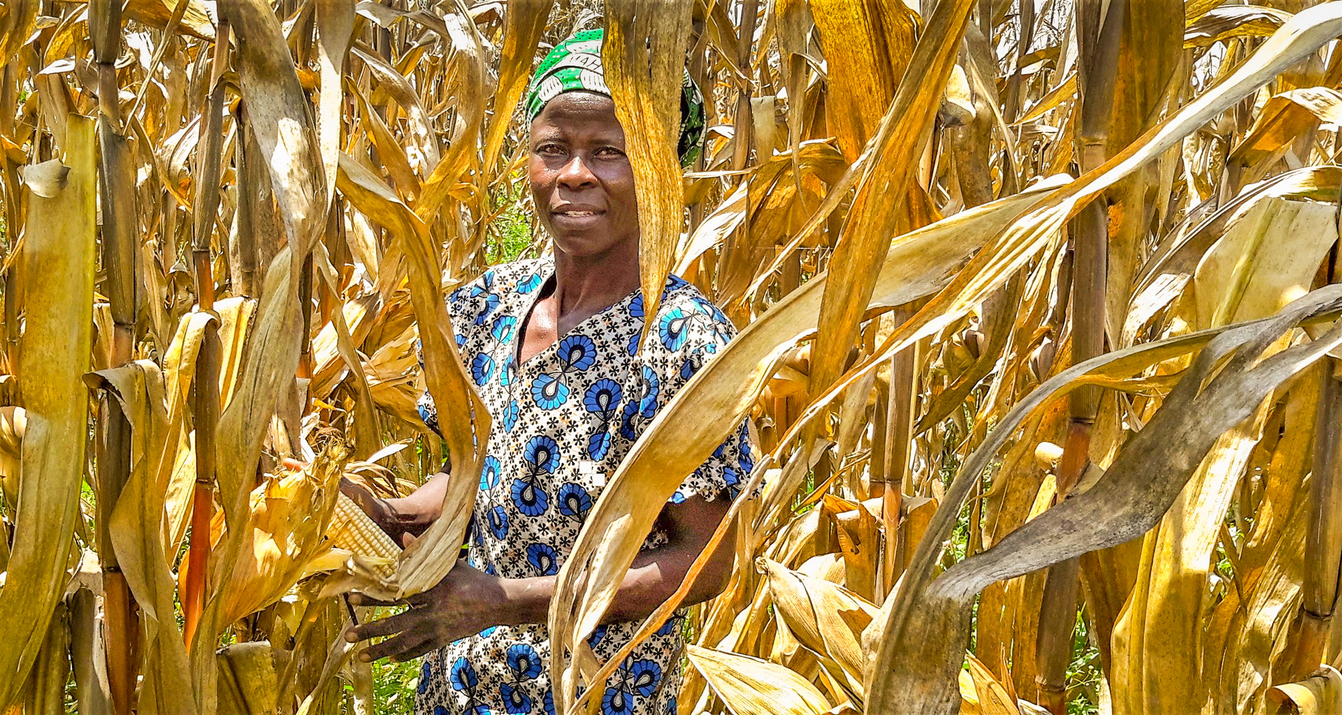 Background image for CIMMYT