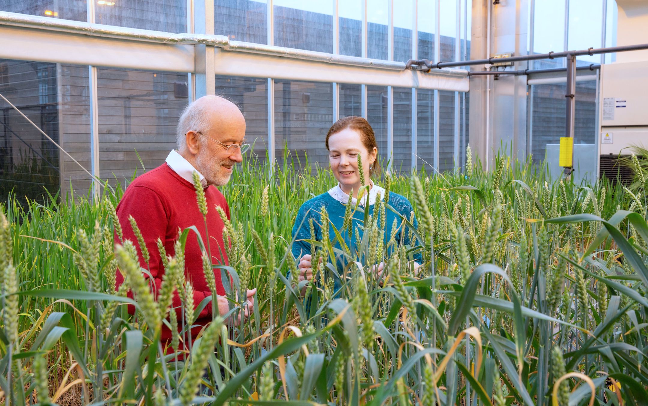 Alison Bentley (right) and Martin Jones inspect wheat in a glasshouse. (Photo: Toby Smith/Gloknos)