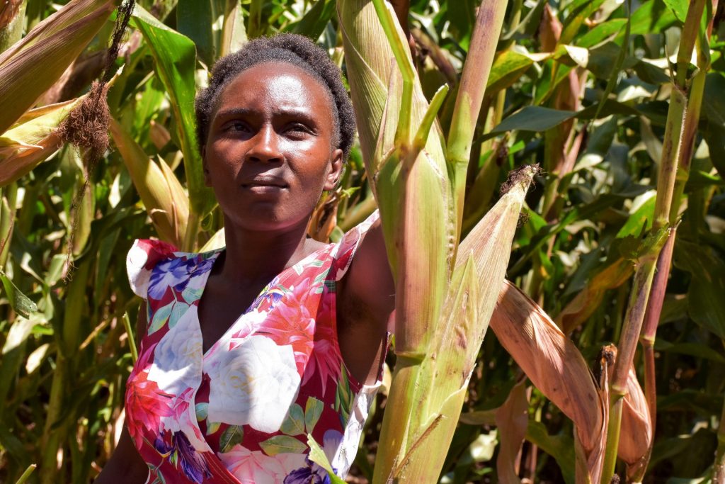 Nancy Wawira (29) stands among ripening maize cobs of high yielding, drought-tolerant maize varieties on a demonstration farm in Embu County, Kenya. Involving young people like Wawira helps to accelerate the adoption of improved stress-tolerant maize varieties. (Photo: Joshua Masinde/CIMMYT)