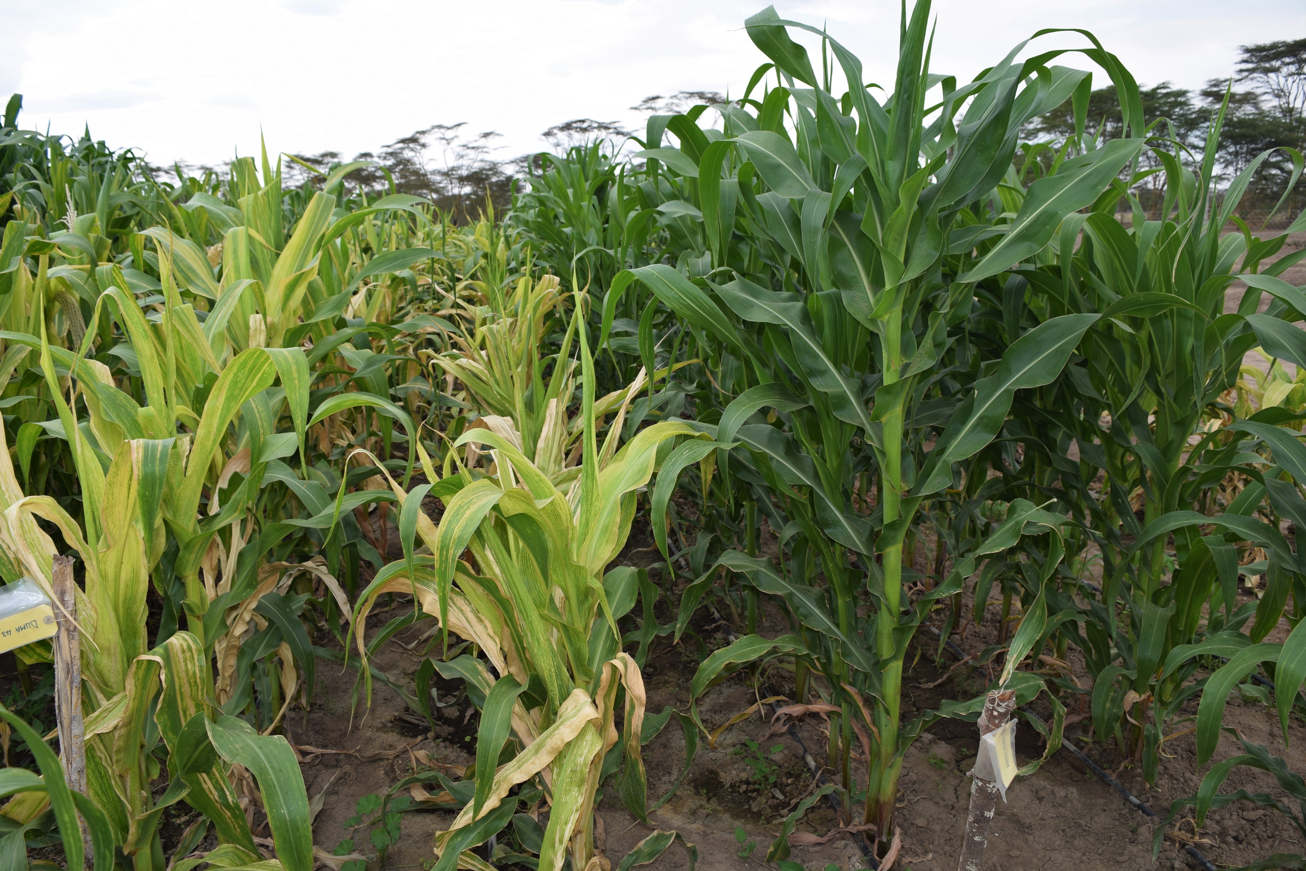Resistant hybrid (on the right) grows beside a susceptible commercial check at the Kenya Plant Health Inspectorate Services' (KEPHIS) National Performance Trial. (Photo: CIMMYT)