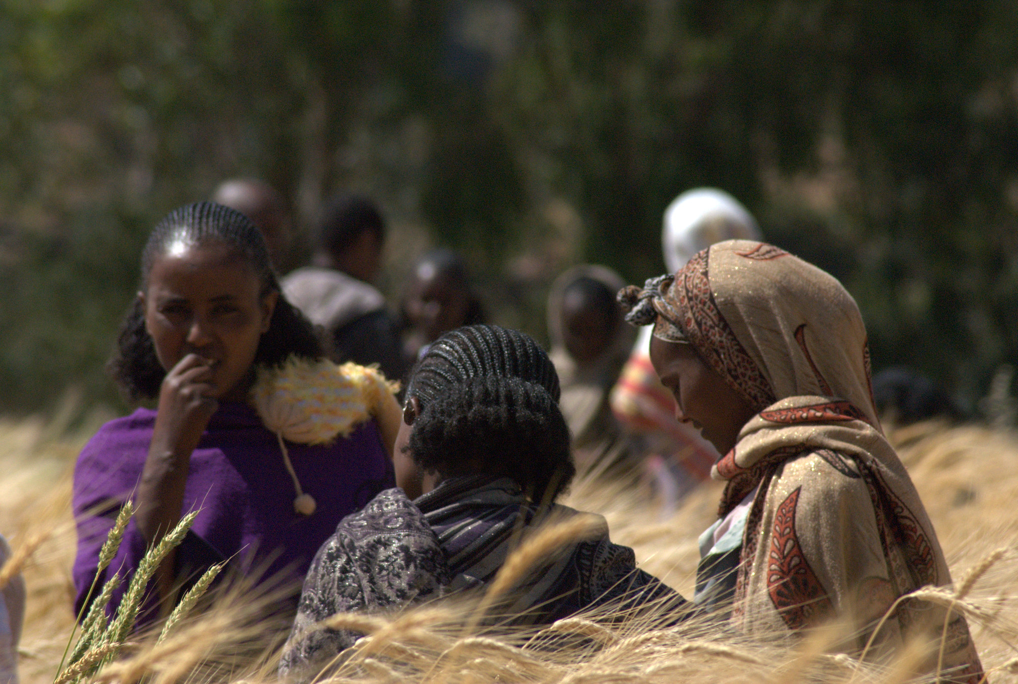 Farmers evaluate traits of wheat varieties, Ethiopia. (Photo: Jeske van de Gevel/Bioversity International)