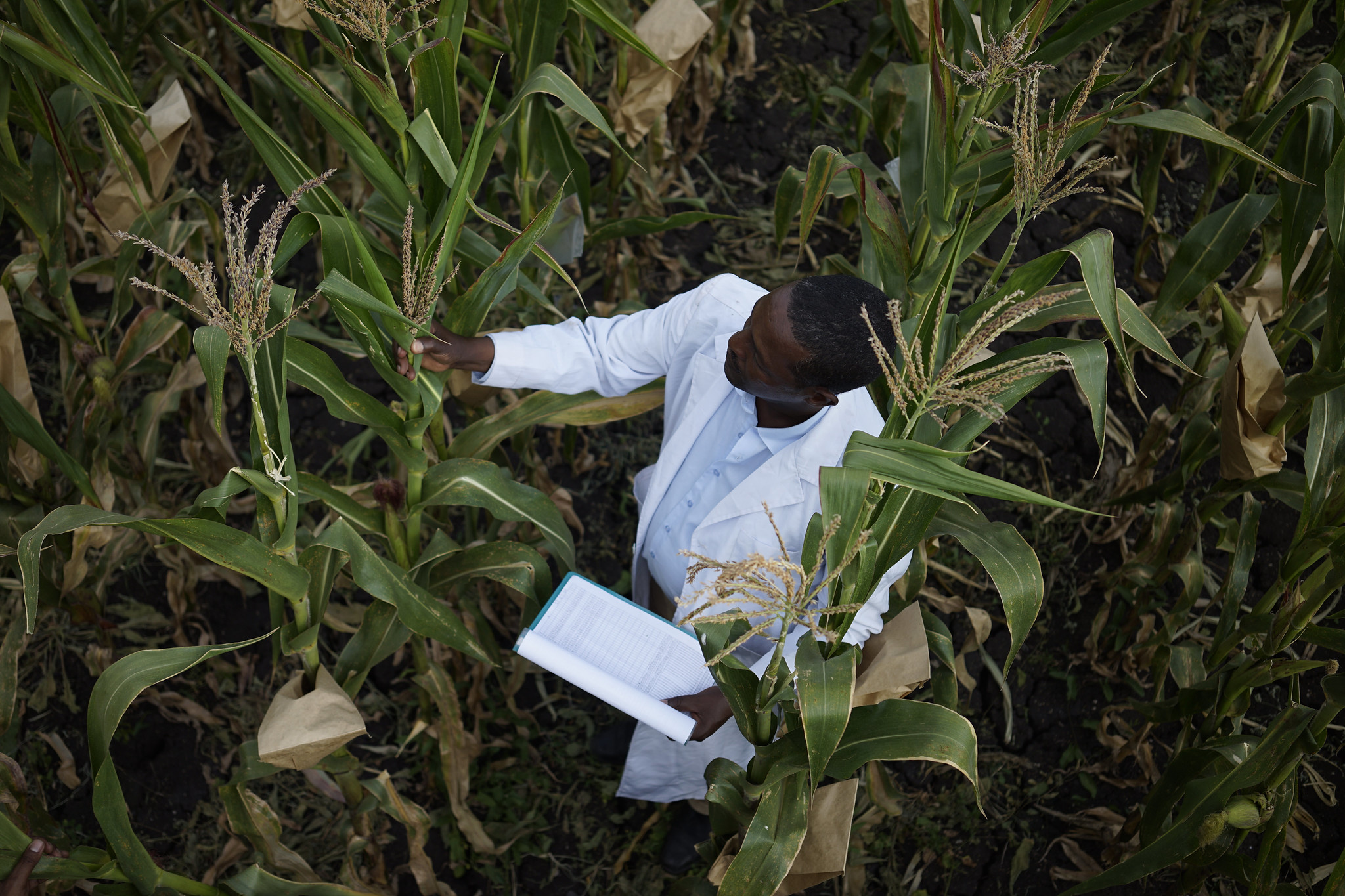 CIMMYT researcher Demewoz Negera at the Ambo Research Center in Ethiopia. (Photo: Peter Lowe/CIMMYT)
