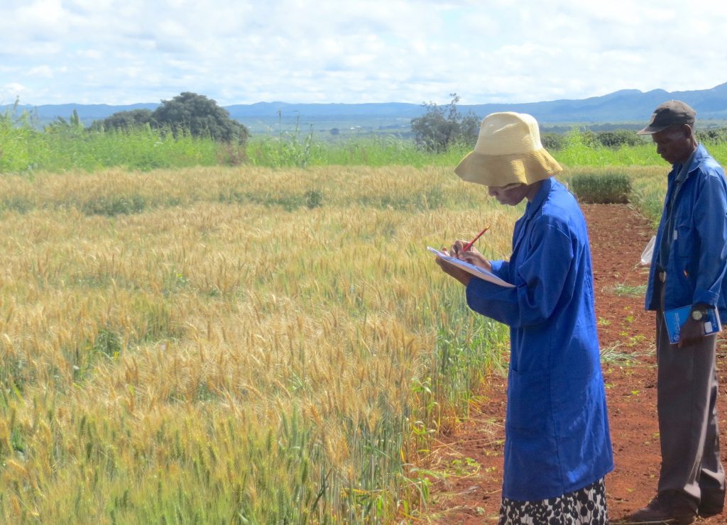 Scientists observe wheat blast in Zambia's Mpika district. (Photo: Batiseba Tembo/ZARI)