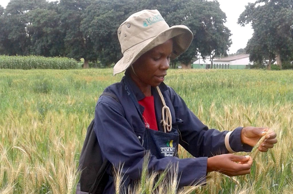 Researchers from ZARI check for wheat blast in experimental plots. (Photo: Batiseba Tembo/ZARI)